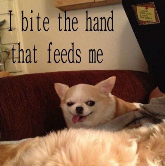 chihuahua bite hand meme