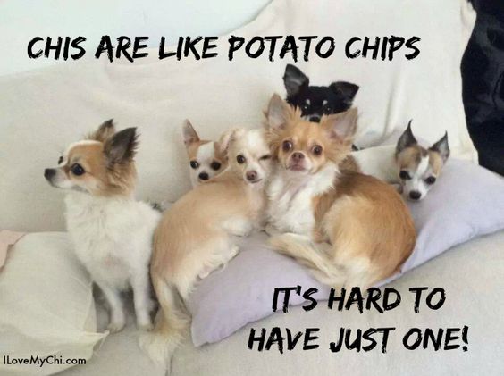 chihuahua meme pics cute