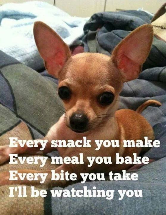 chihuahua snack dog meme