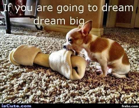 cute puppy chihuahua dream