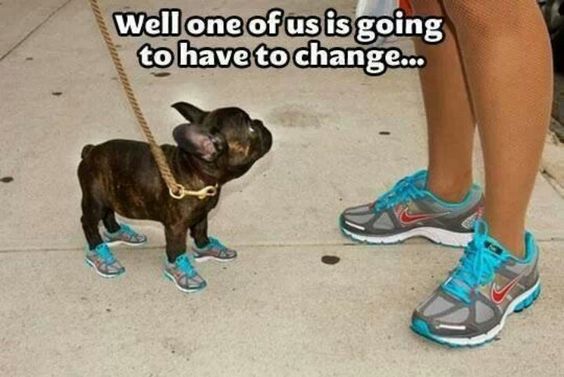 french bulldog shoes meme