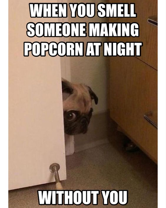 funny meme pug face