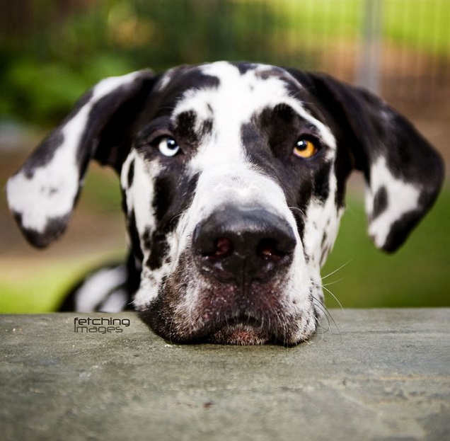 happy great dane