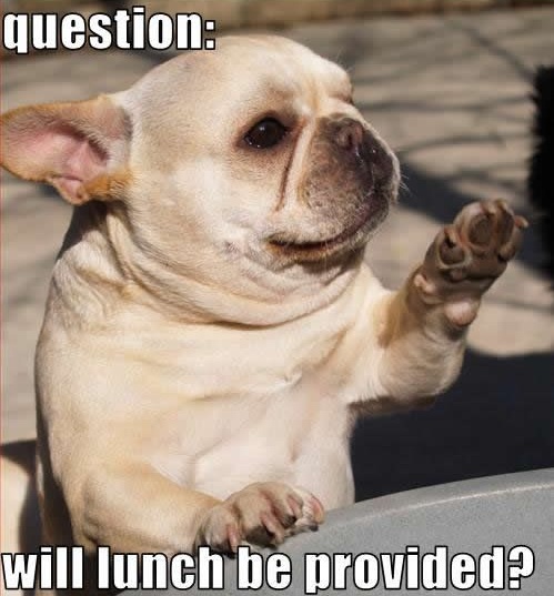 hungry french bulldog meme