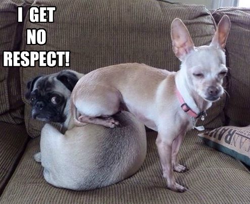 pug chihuahua meme funny