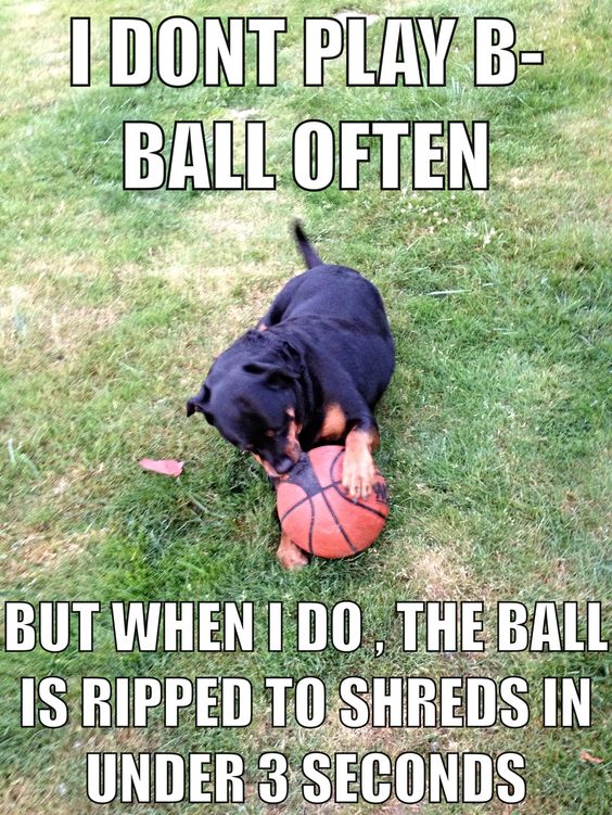 rottweiler dog meme