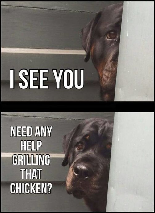 rottweiler funny meme