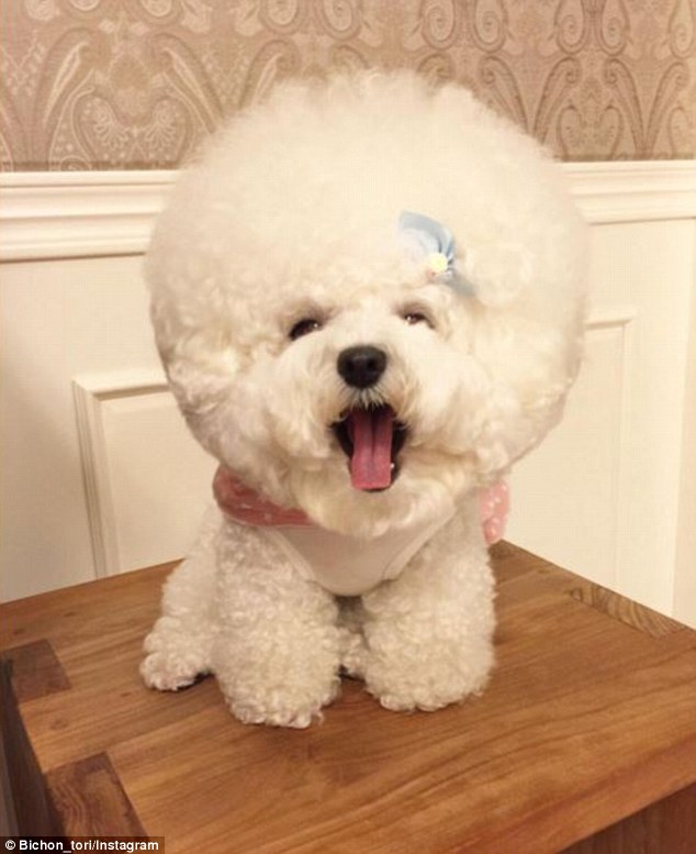 Style: Some of Tori's Instagram followers have compared the dog's do to an afro