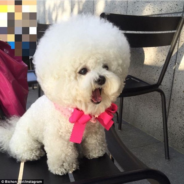 Adorable: Tori the Bichon Frise has a large following on Instagram due its huge head of hair