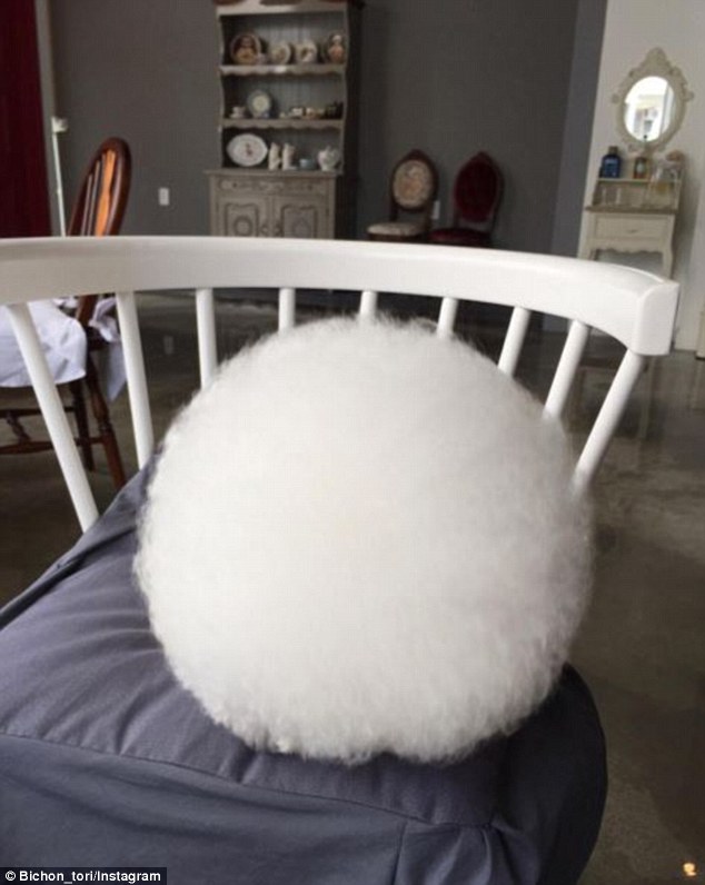 Cotton ball or dog? The dog's hair is so spherical when it goes to sleep it appears to only be a giant ball of fluff