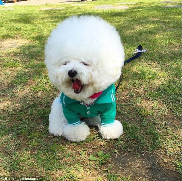 Tori's owners also dress their dog up in numerous outfits, like polo shirts (above), dresses and jumpers