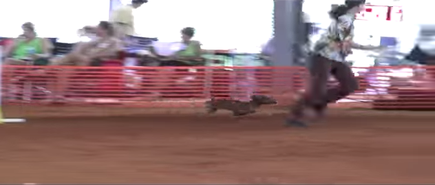 dachshund running agility course