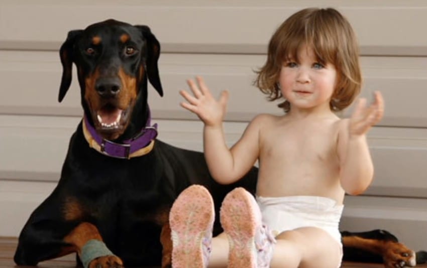 Doberman Saves A 17-Month-Old Toddler From A Deadly Snake 2