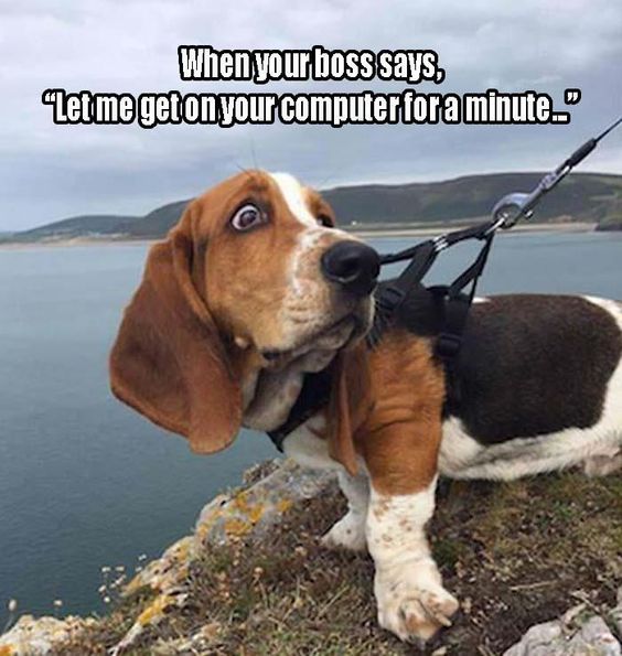 basset hound boss meme