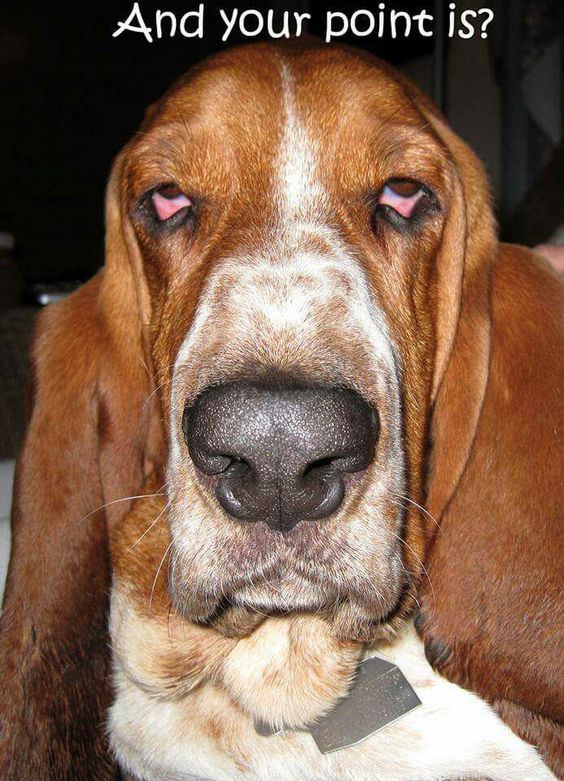 basset hound face meme funny