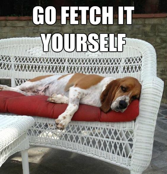 basset hound fetch meme