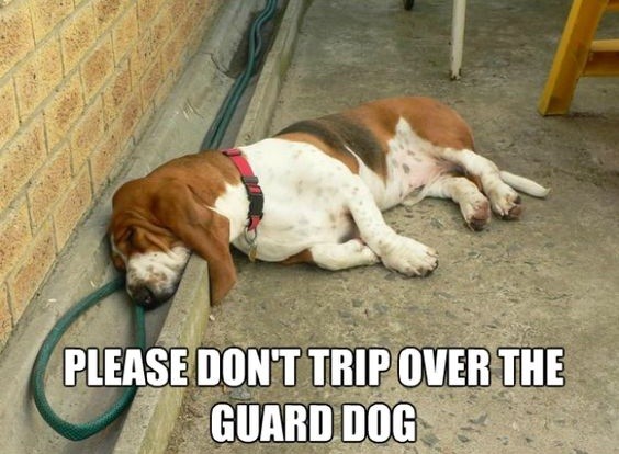 basset-hound-meme.jpg