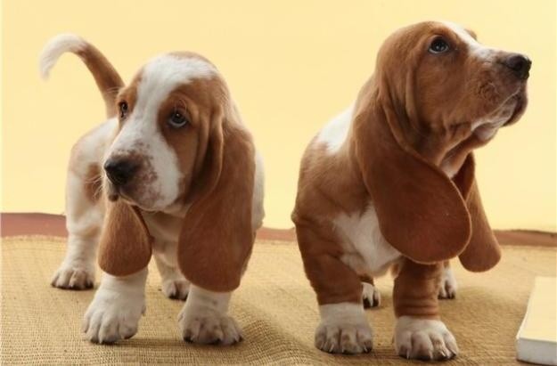 basset-hound-puppies-photo.jpg