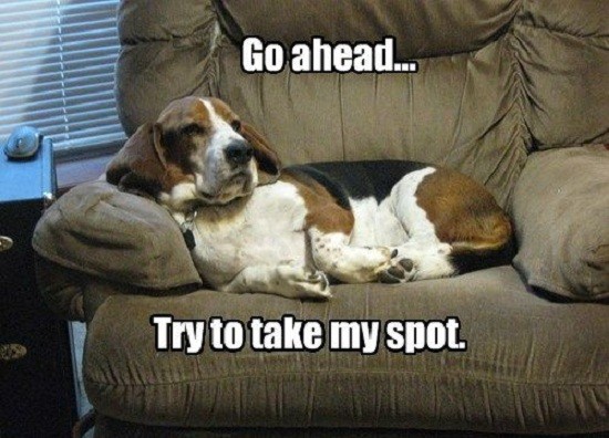 basset hound spot meme