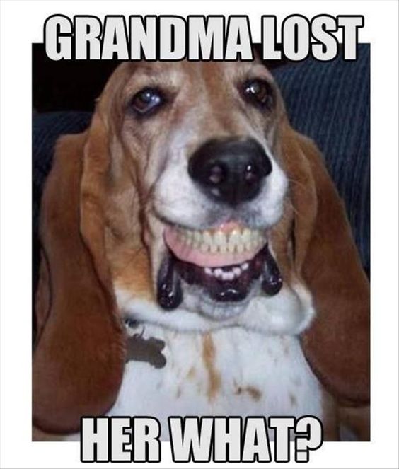 basset hound teeth meme