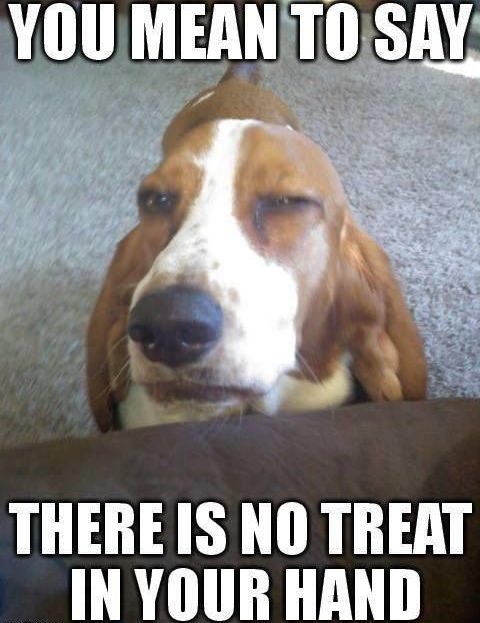 basset hound treat meme funny