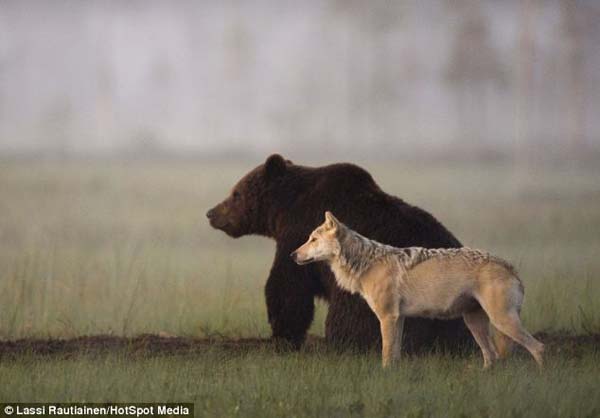 wolf-and-bear-friends-1