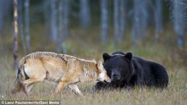 wolf-and-bear-friends-2