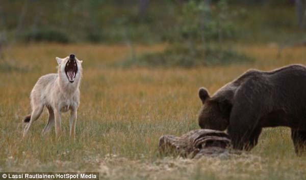 wolf-and-bear-friends-3