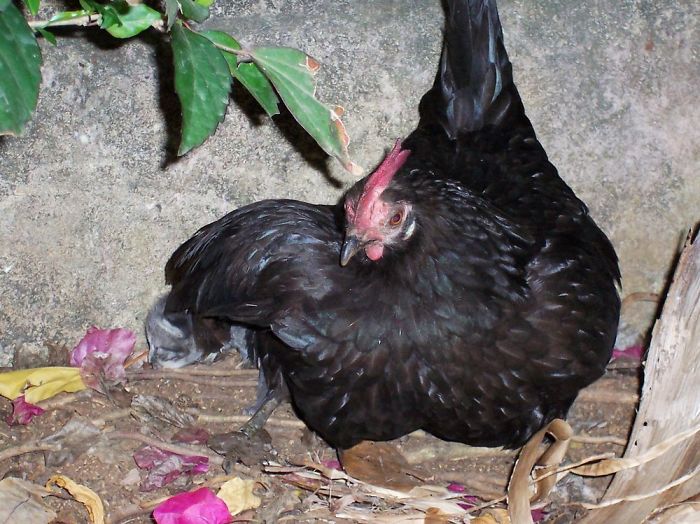 This Small Cat Lost Her Mother And The Hen Adopted Him This Small Cat Lost Her Mother And The Hen Adopted Him