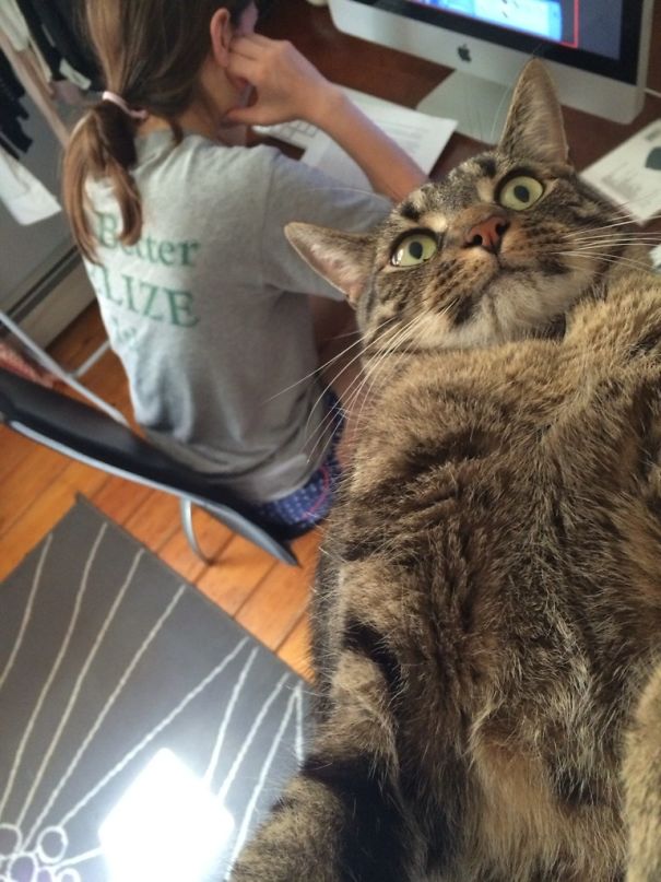 I Guess My Cat Isn't Very Photogenic I Guess My Cat Isn't Very Photogenic