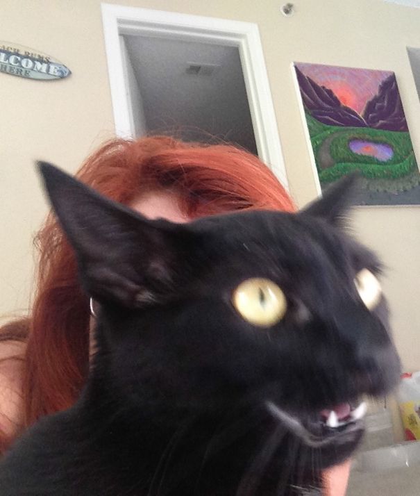 Getting A Selfie With My Cat? Damn Near Impossible Getting A Selfie With My Cat? Damn Near Impossible