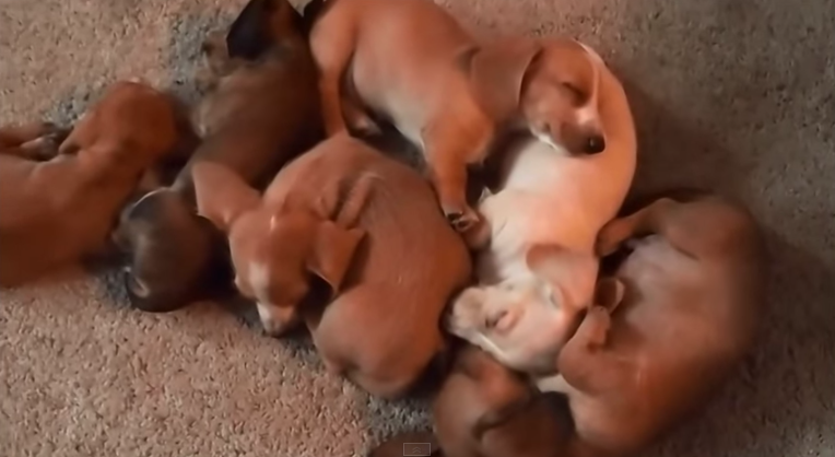 litter of dachshund puppies sleeping