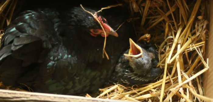Baby Jackdaw Adopted By Broody Hen & Fed By Us Baby Jackdaw Adopted By Broody Hen & Fed By Us