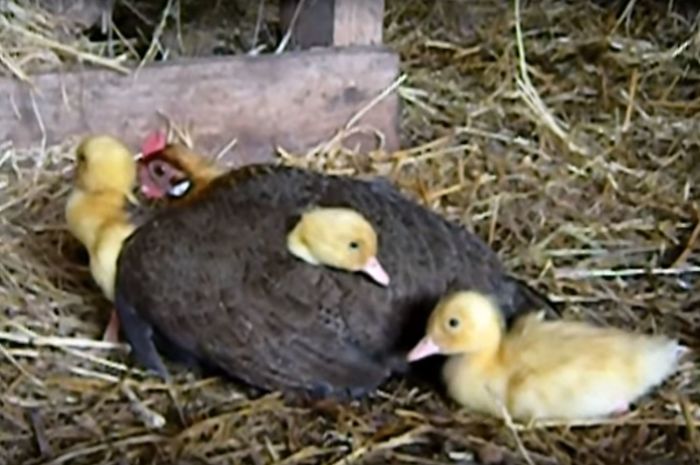 Ducklings For Mother Hen Ducklings For Mother Hen