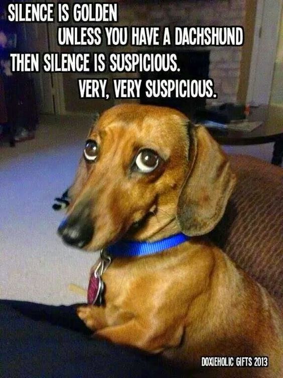 12 Hilarious Dachshund Memes Will Make Your Day
