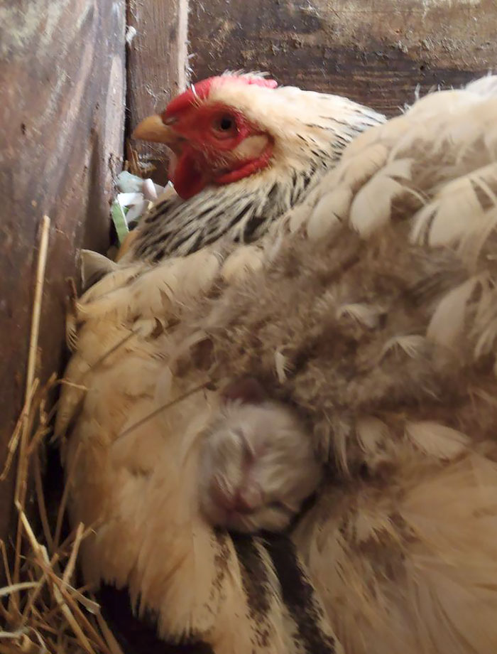 My Cat Had Kittens In The Chicken Coop. When She Is Away, A Nesting Hen Babysits For Her