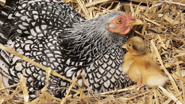 Can A Chicken Raise A Duck? Can A Chicken Raise A Duck?