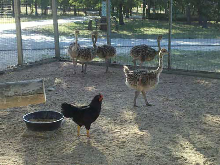 Chicken Adopts Baby Ostriches Chicken Adopts Baby Ostriches