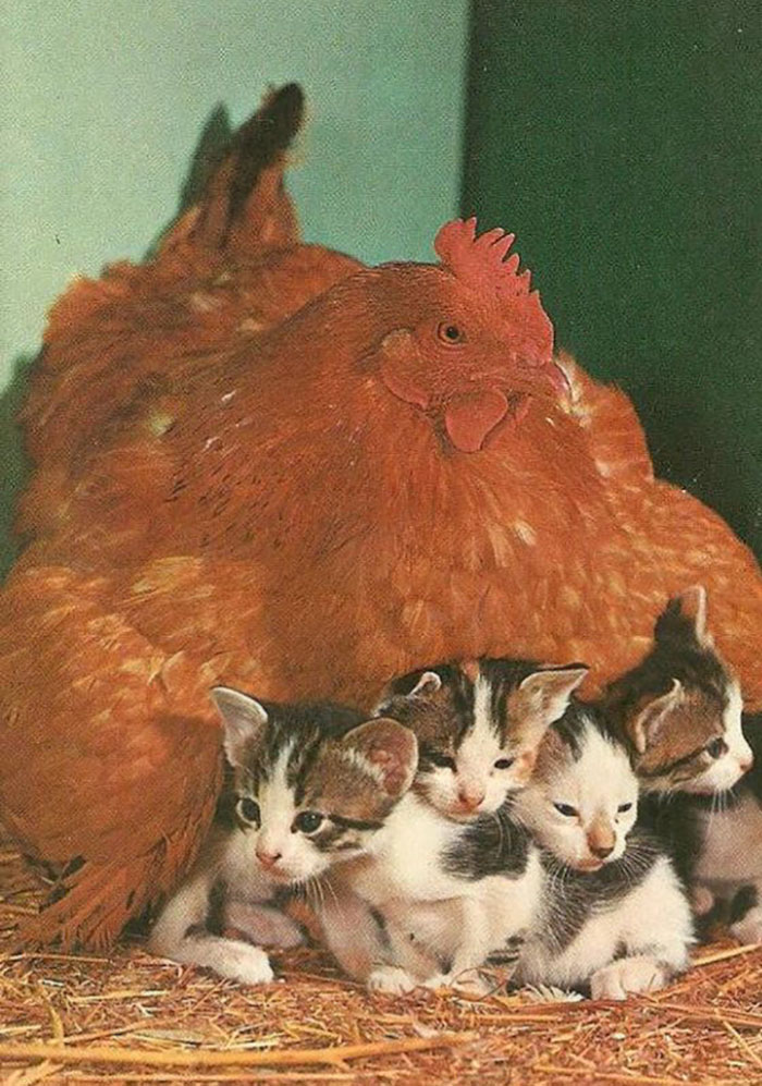Hen Adopts 4 Kittens Hen Adopts 4 Kittens