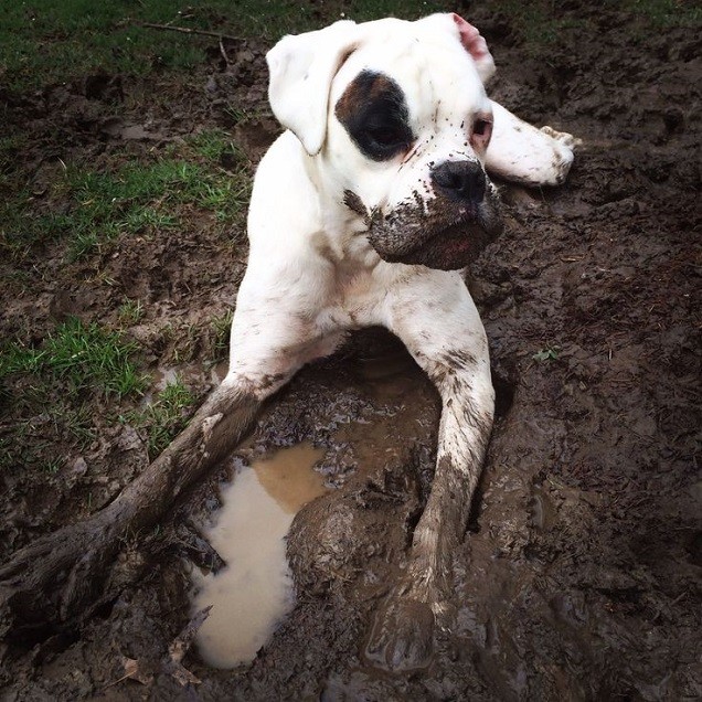 White Boxer dog enjoying mud bath