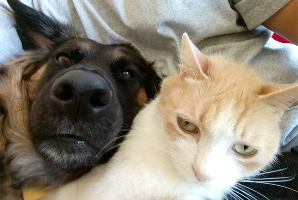 When My Dog Wants To Do A Selfie While My Cat Wants Nothing To Do With It When My Dog Wants To Do A Selfie While My Cat Wants Nothing To Do With It