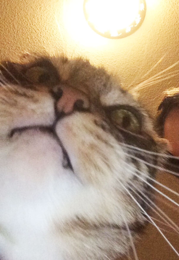 I Am Often In Awe Of How Beautiful And Majestic Cats Can Be... Then I Remember That Time I Tried To Take A Selfie With Minna I Am Often In Awe Of How Beautiful And Majestic Cats Can Be... Then I Remember That Time I Tried To Take A Selfie With Minna