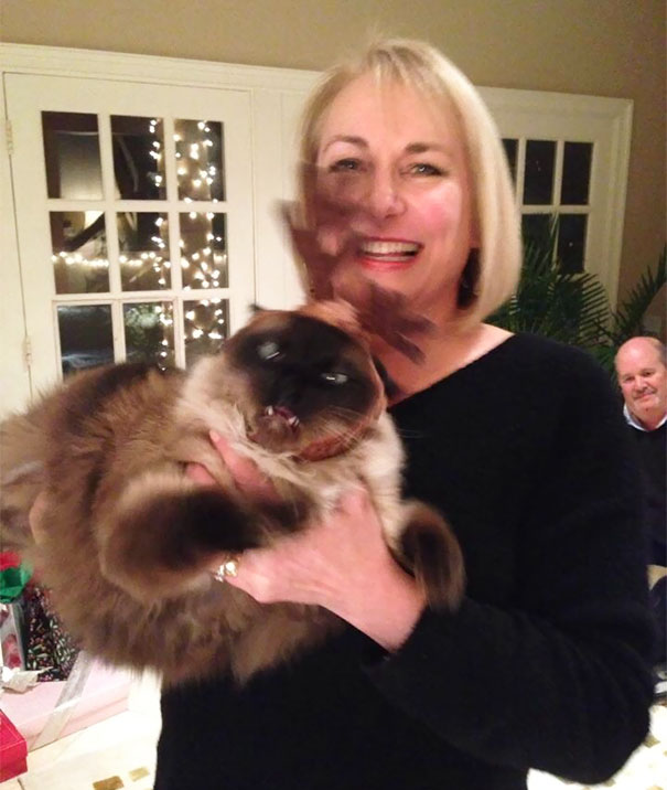 Mom Wanted A Nice Photo With Her Cat In A Reindeer Hat. Nailed It Mom Wanted A Nice Photo With Her Cat In A Reindeer Hat. Nailed It