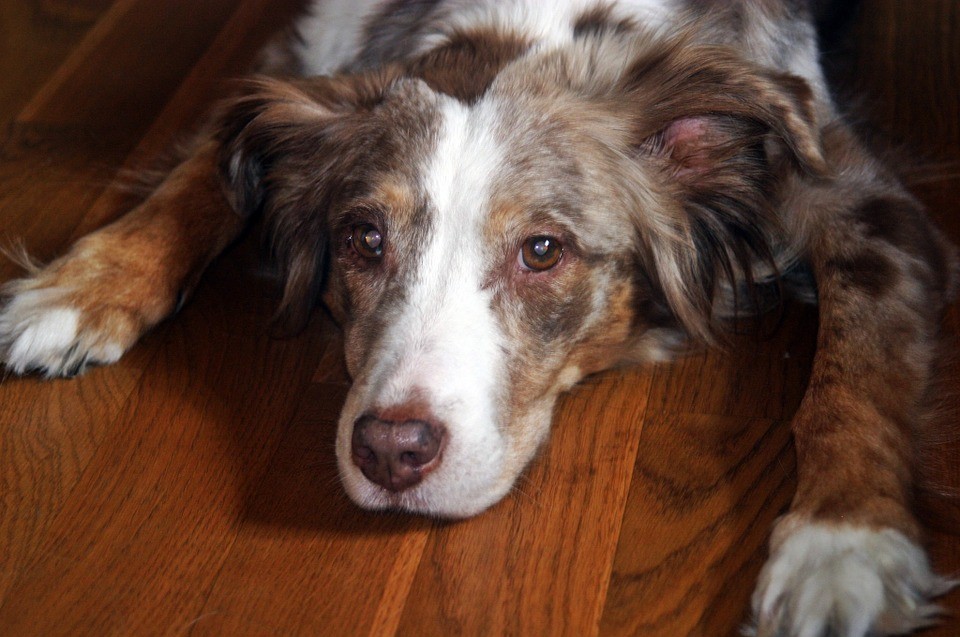 australian-shepherd-356313_960_720