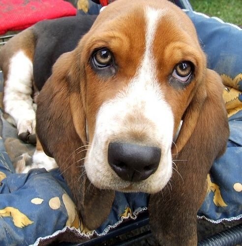 basset hound eyes