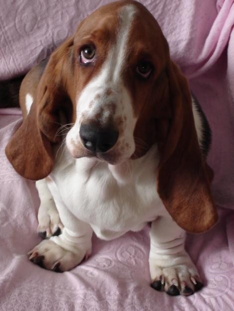 basset hound face