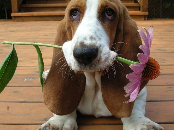 basset-hound-flower