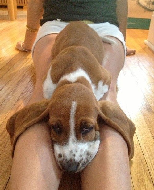 basset hound funny