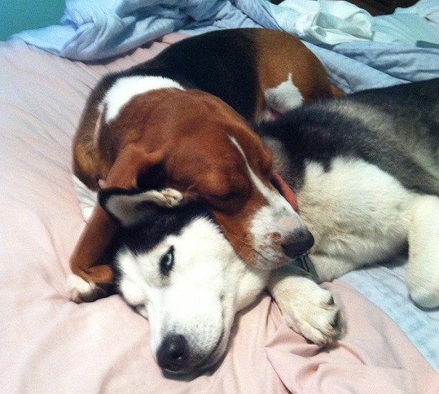 basset-hound-husky-friends