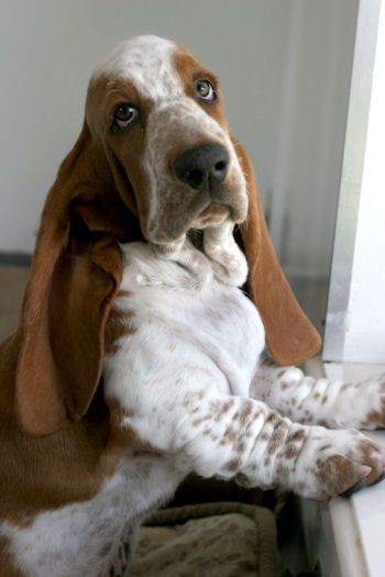 basset hound looking